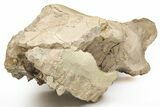 Fossil Running Rhino (Subhyracodon) Partial Skull - Wyoming #216121-5